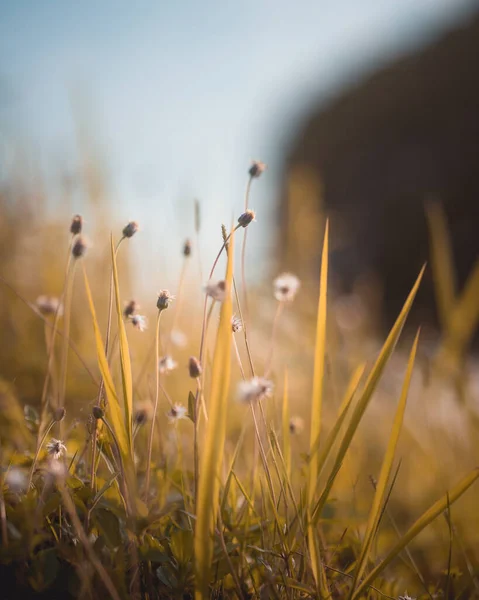 Vertical Shot Small Wildflowers Field — Stock Photo, Image