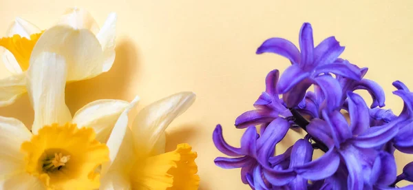 Close Hyacinthus Violeta Daffodil Isolado Fundo Amarelo — Fotografia de Stock