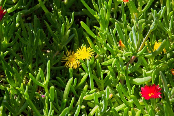 Flores Vermelhas Amarelas Florescendo Uma Planta Gelo Primavera — Fotografia de Stock