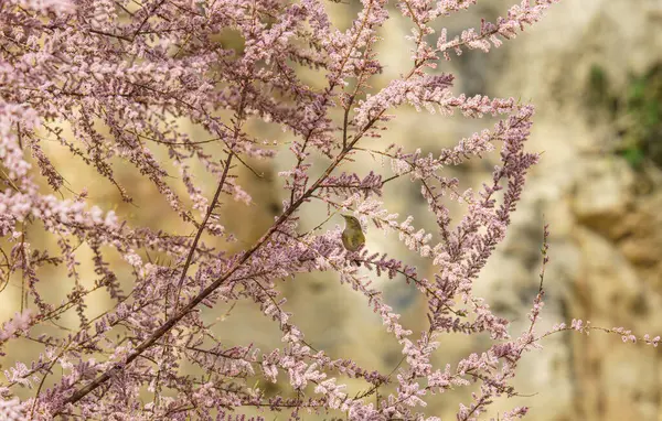 ぼんやりとした背景に花の木の枝に座っている鳥のクローズアップショット — ストック写真