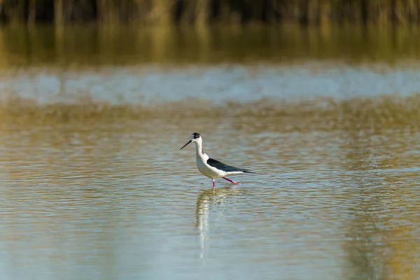 A Black-winged stilts walking in the water on a blurry background