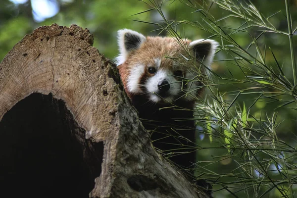 Közelkép Egy Vörös Pandáról Ailurus Fulgens Amint Egy Mögül Kukucskál — Stock Fotó