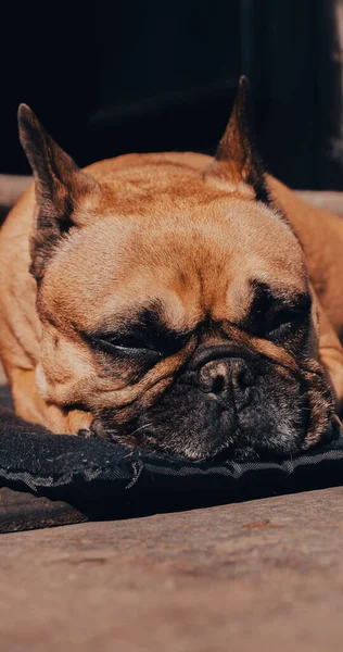 Närbild Sorgsen Sömnig Fransk Bulldogg — Stockfoto