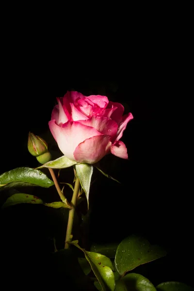 Siyah Arka Planda Izole Edilmiş Güzel Pembe Bir Gülün Dikey — Stok fotoğraf