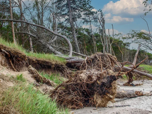 Una Raíz Árbol Árboles Caídos Una Playa Desierta — Foto de Stock