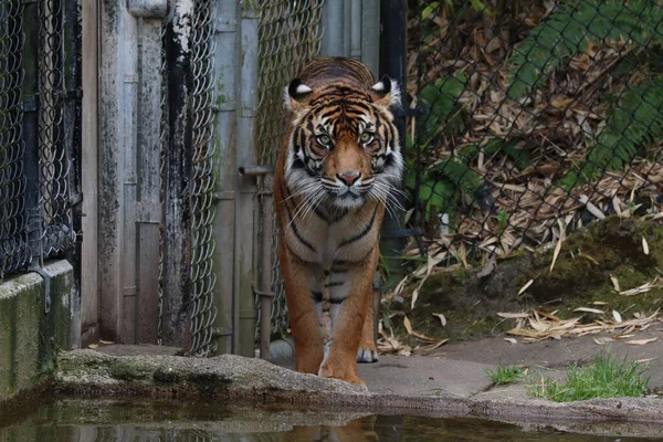 Záběr Majestátního Tygra Zoo Jak Dívá Kamery — Stock fotografie