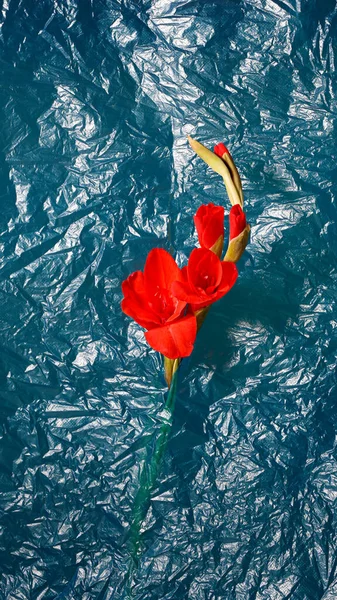 Fiore Rosso Gladiolus Fondo Sacchetto Plastica Rugoso Blu — Foto Stock