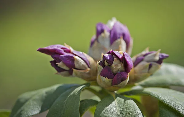 在模糊的背景上 一种美丽的紫色杜鹃花植物 — 图库照片