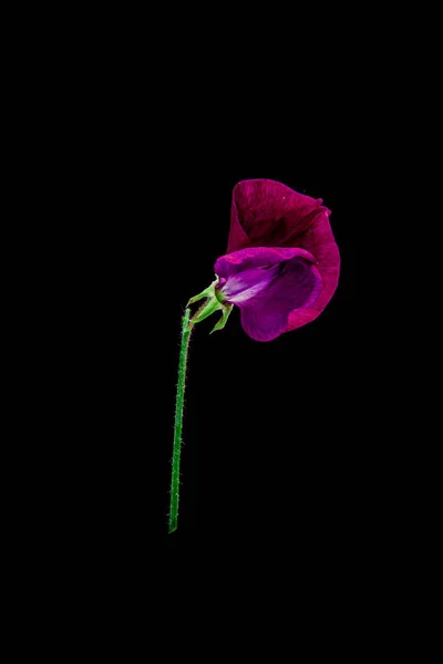 Eine Vertikale Makroaufnahme Einer Erbsenpflanze Mit Violetten Blütenblättern Vor Schwarzem — Stockfoto