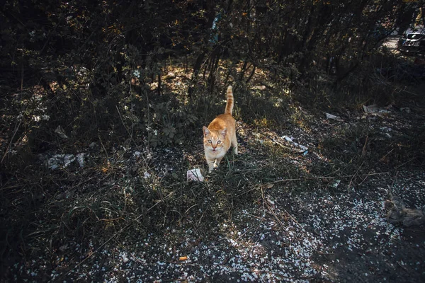 Mignon Chat Orange Dans Parc Regardant Caméra Miauler — Photo