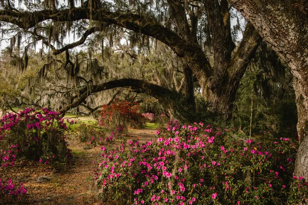 Piękne Ujęcie Ścieżki Otoczonej Purpurowymi Kwiatami Drzewami — Zdjęcie stockowe