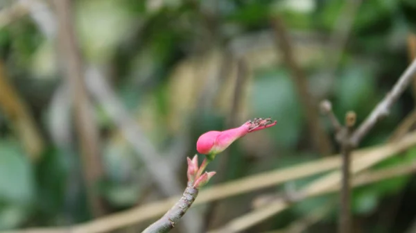 Closeup Euphorbia Tithymaloides Blurred Background — Stock Photo, Image