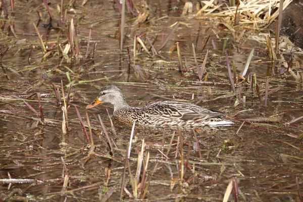 Uma Fêmea Mallard Pato Nadando Águas Pantanosas Rasas Com Grama — Fotografia de Stock