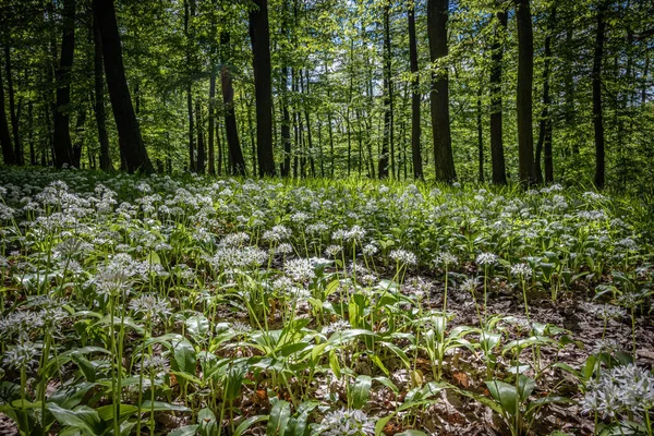 Ormanda Ramson Çiçeklerinin Olduğu Bir Tarla — Stok fotoğraf