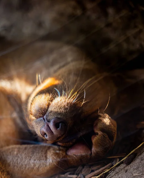 A vertical closeup of a brown fossa sleeping with its hand covering its face from sunlight