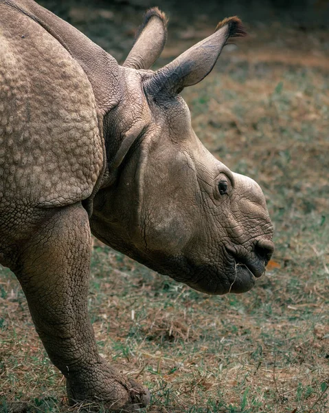 Primer Plano Rinoceronte Caminando Terreno Herboso Zoológico — Foto de Stock