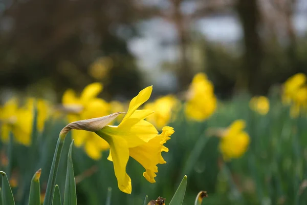 Focus Selettivo Girato Fiore Narciso Giallo Sullo Sfondo Pittoresco Campo — Foto Stock