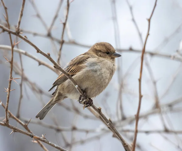 Selective Focus Shot Eurasian Tree Sparrow Bird Perched Tree Branch — Stock Photo, Image