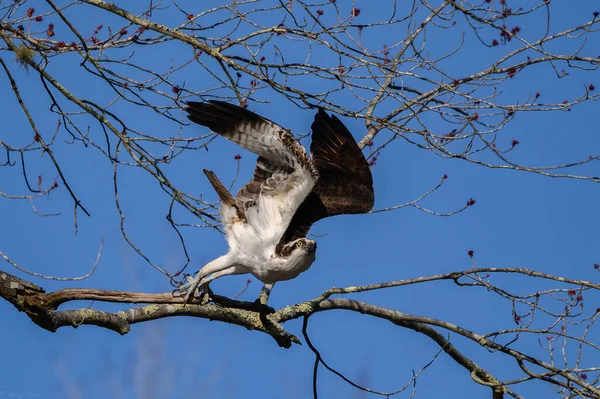 Pássaro Osprey Levantar Enquanto Uma Águia Aproximava Sua Localização — Fotografia de Stock