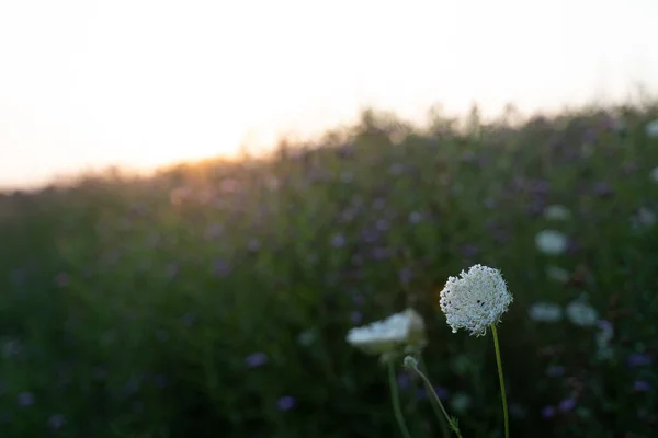 田野里盛开的野花 — 图库照片