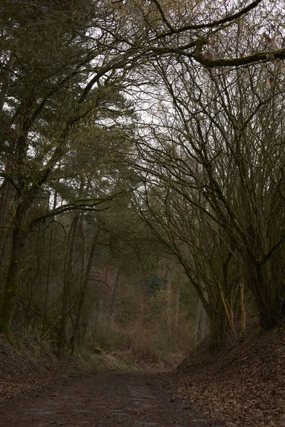 Tiro Vertical Uma Floresta Assustadora Com Ramos Nus Strassen Áustria — Fotografia de Stock