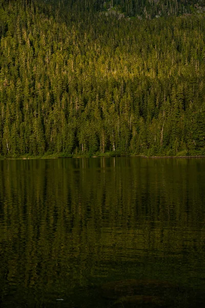 Вертикальный Вид Вечнозеленых Деревьев Отражающихся Спокойном Озере — стоковое фото