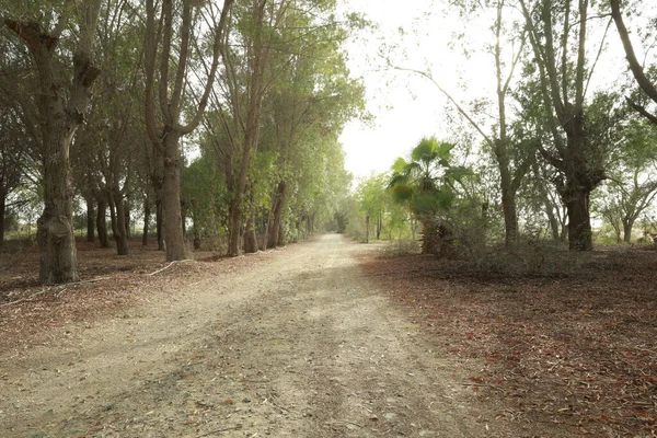 Uma Trilha Rural Caminhando Através Uma Floresta Empoeirada — Fotografia de Stock