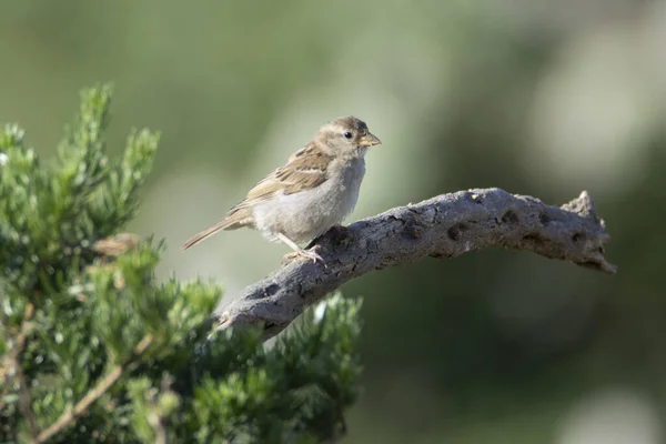 A closeup shot of a cute small House sparrow perched on a tree twig on blurry background
