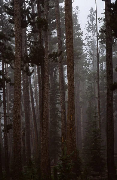 Een Mistige Dag Een Bos Met Grote Bomen — Stockfoto