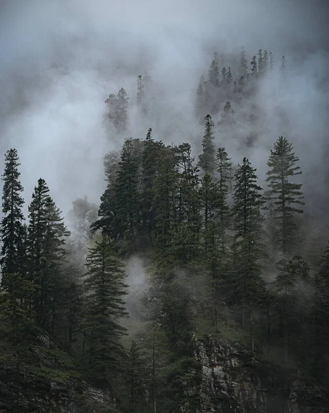 Вертикальный Снимок Соснового Леса Покрытого Туманом — стоковое фото