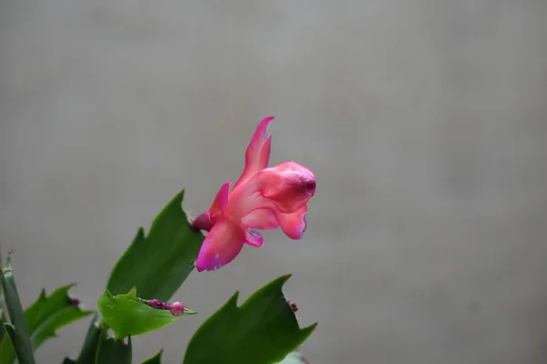 Płytkie Ognisko Różowego Schlumbergera Kwiatu — Zdjęcie stockowe