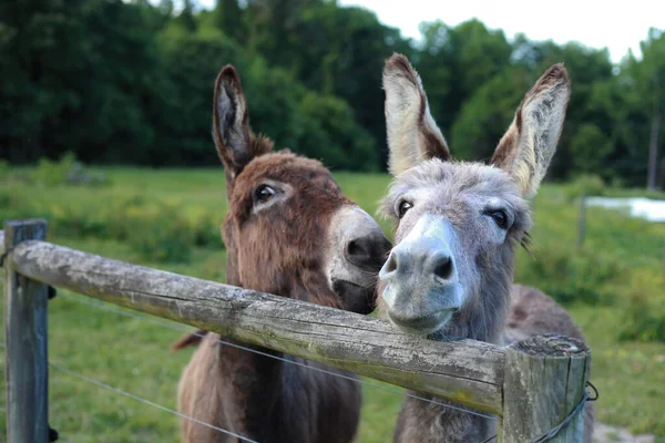 Dos Burros Alertas Tontos Una Cerca Uno Mirando Directamente Cámara — Foto de Stock