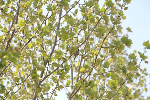 View Trees Reaching Sky — 스톡 사진