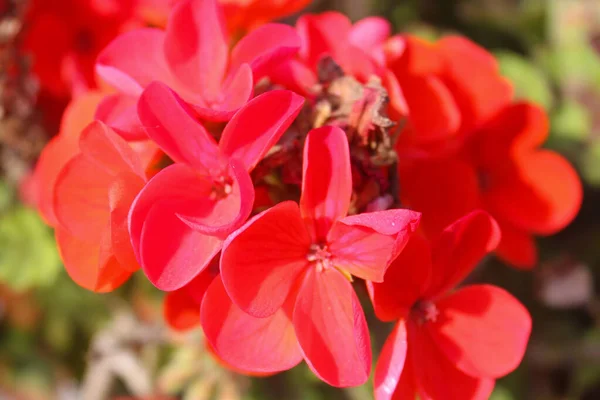 Closeup Shot Red Geraniums Blossoming Garden — Stock Photo, Image