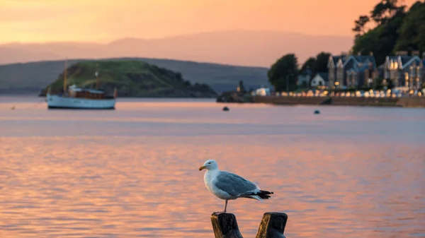 스코틀랜드 해안에 자리잡고 갈매기 — 스톡 사진