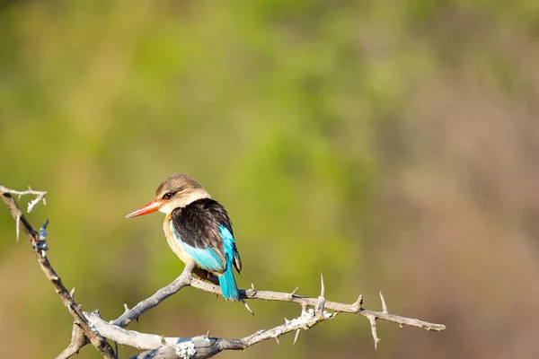 Selective Focus Common Kingfisher Perching Thorny Tree Branch Blurred Background — Stock Photo, Image