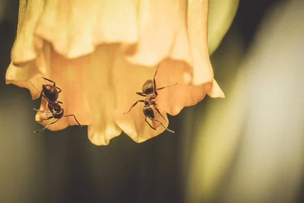 Eine Nahaufnahme Von Ameisen Auf Einer Gelben Blume — Stockfoto