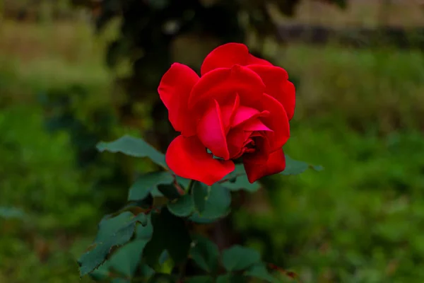 Närbild Sköt Röd Lincoln Blomma Trädgården — Stockfoto