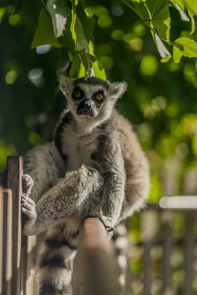 Ett Vertikalt Skott Lemur Staketet Skuggan — Stockfoto