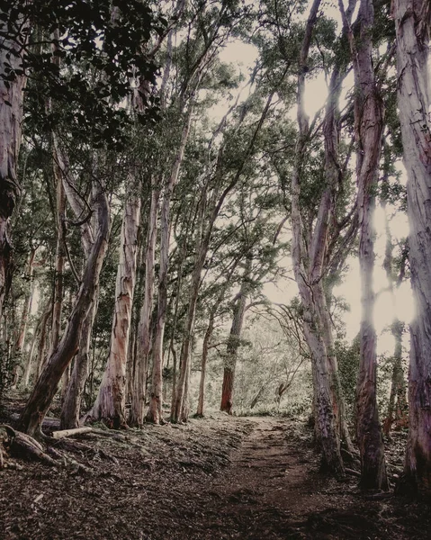 細い木の森の中を歩く歩道の垂直ショット — ストック写真