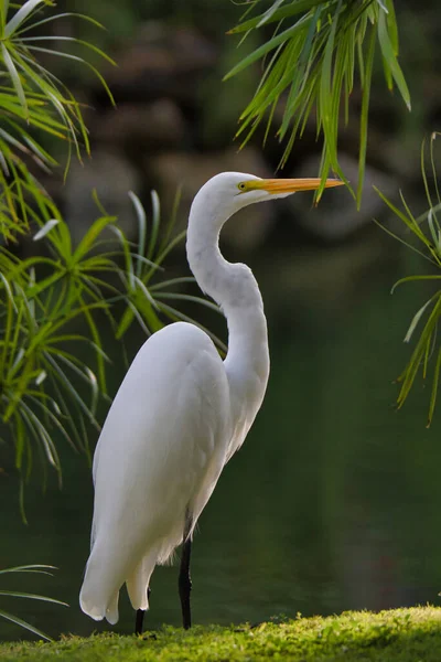 Pionowe Zbliżenie Strzał Majestatycznego Wielkiego Białego Egret — Zdjęcie stockowe