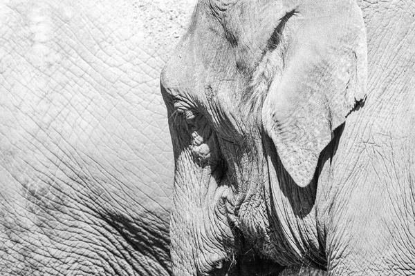 Strzał Bliska Głowy Słonia — Zdjęcie stockowe