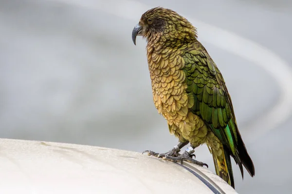 Kea Papağanı Yeni Zelanda Bir Arabanın Tepesinde — Stok fotoğraf