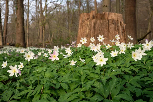 Een Schilderachtig Shot Van Windbloemen Het Voorjaar Anemonoides Nemorosa — Stockfoto