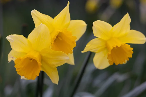 Detailní Záběr Narcisů Rostoucích Zahradě Rozmazaném Pozadí — Stock fotografie