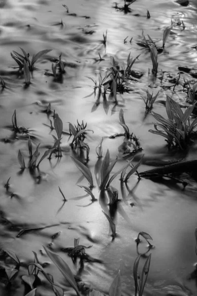 水の中の植物の灰色のショット — ストック写真