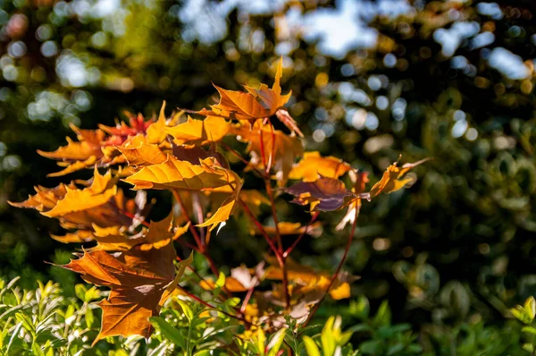 在明亮的阳光下 背景模糊的花园里 一帧秋天植物叶子的特写 — 图库照片