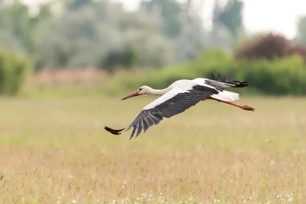 Stork Flyger Ensam Över Dammen Med Suddiga Höga Träd Bakgrunden — Stockfoto