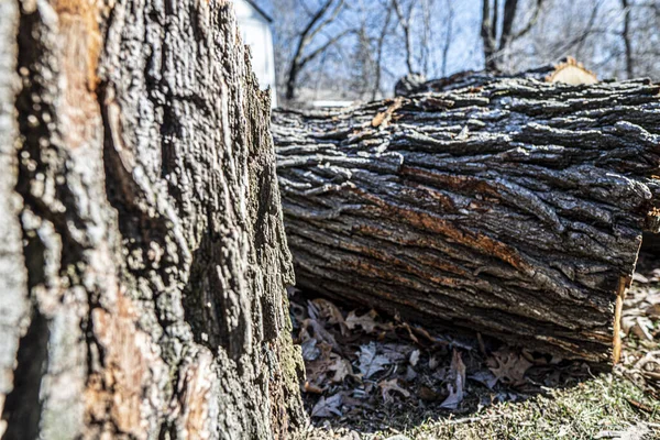 Tiro Foco Seletivo Uma Textura Tronco Árvore Floresta — Fotografia de Stock