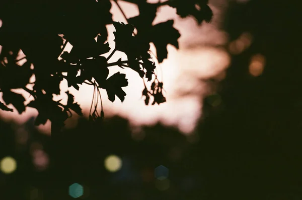 Eine Nahaufnahme Von Baumblättern Auf Einem Bokeh Hintergrund — Stockfoto